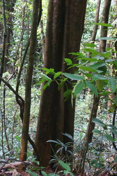 Plancia ëd Polyalthia fragrans (Dalzell) Hook. fil. & Thomson