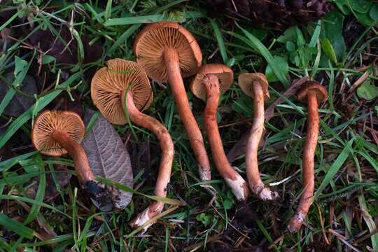 Image of Cortinarius uliginosus Berk. 1860