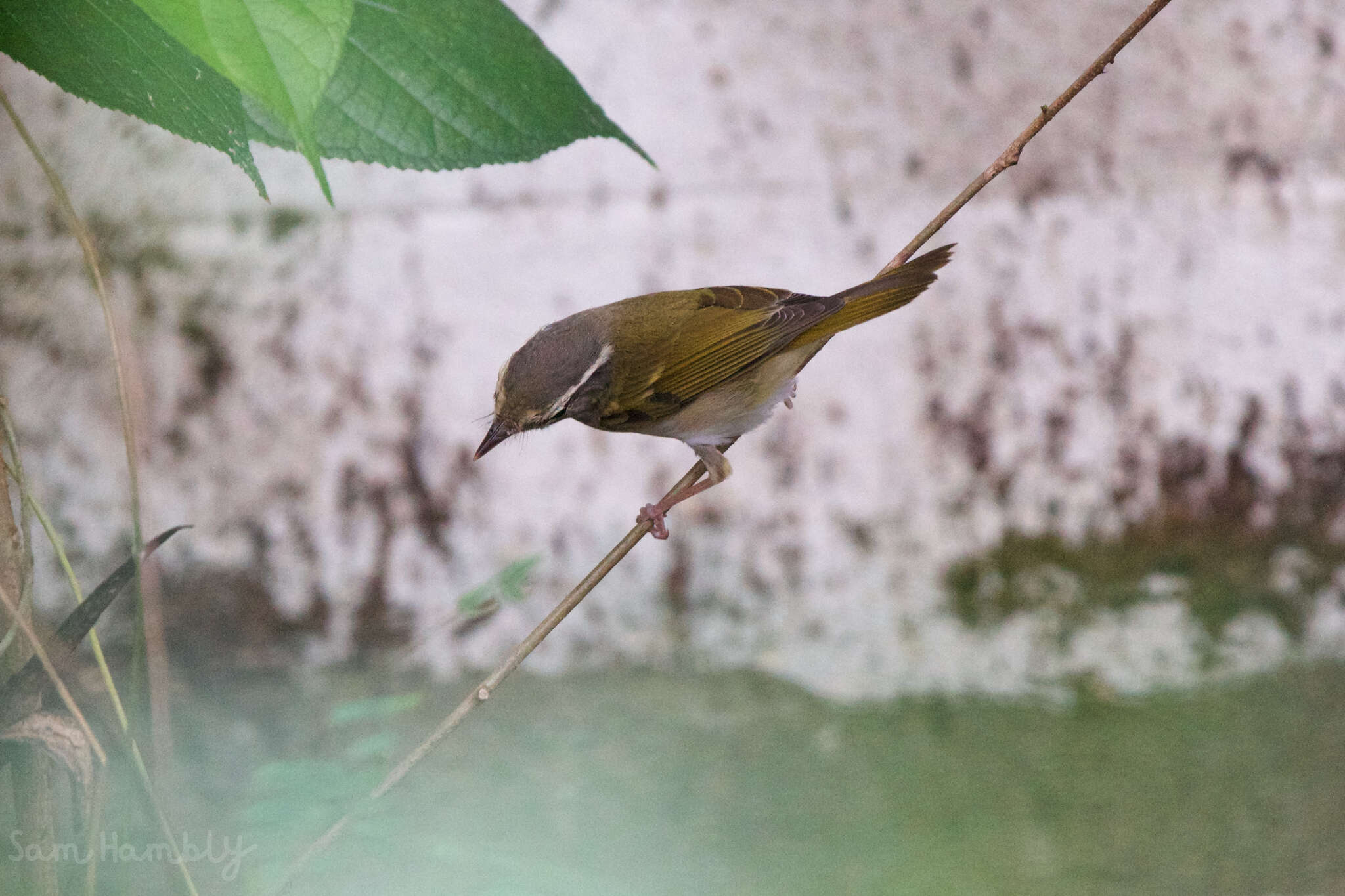 Image of Sakhalin Leaf Warbler