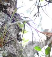 Image of Tillandsia butzii Mez