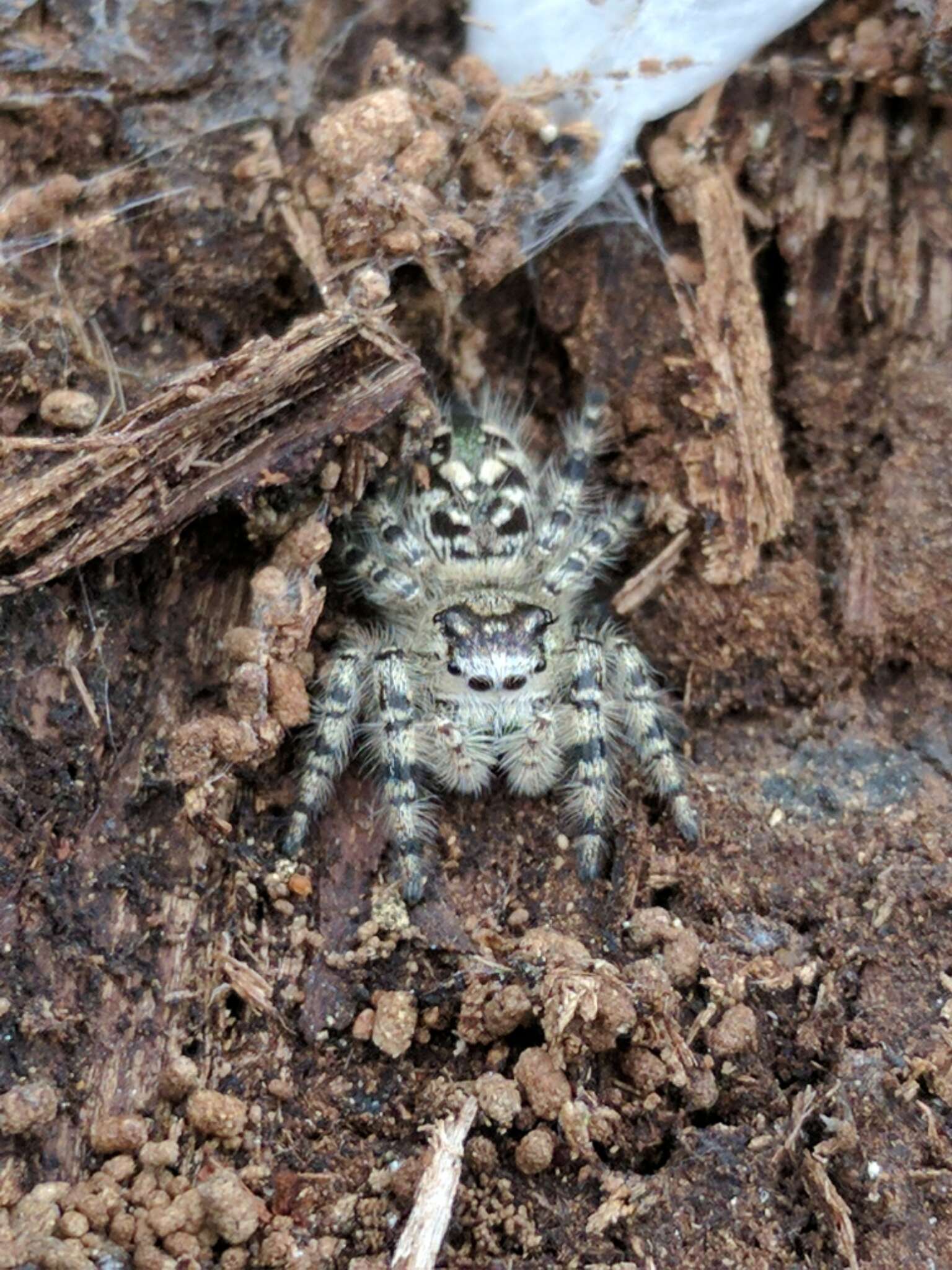 Phidippus otiosus (Hentz 1846)的圖片