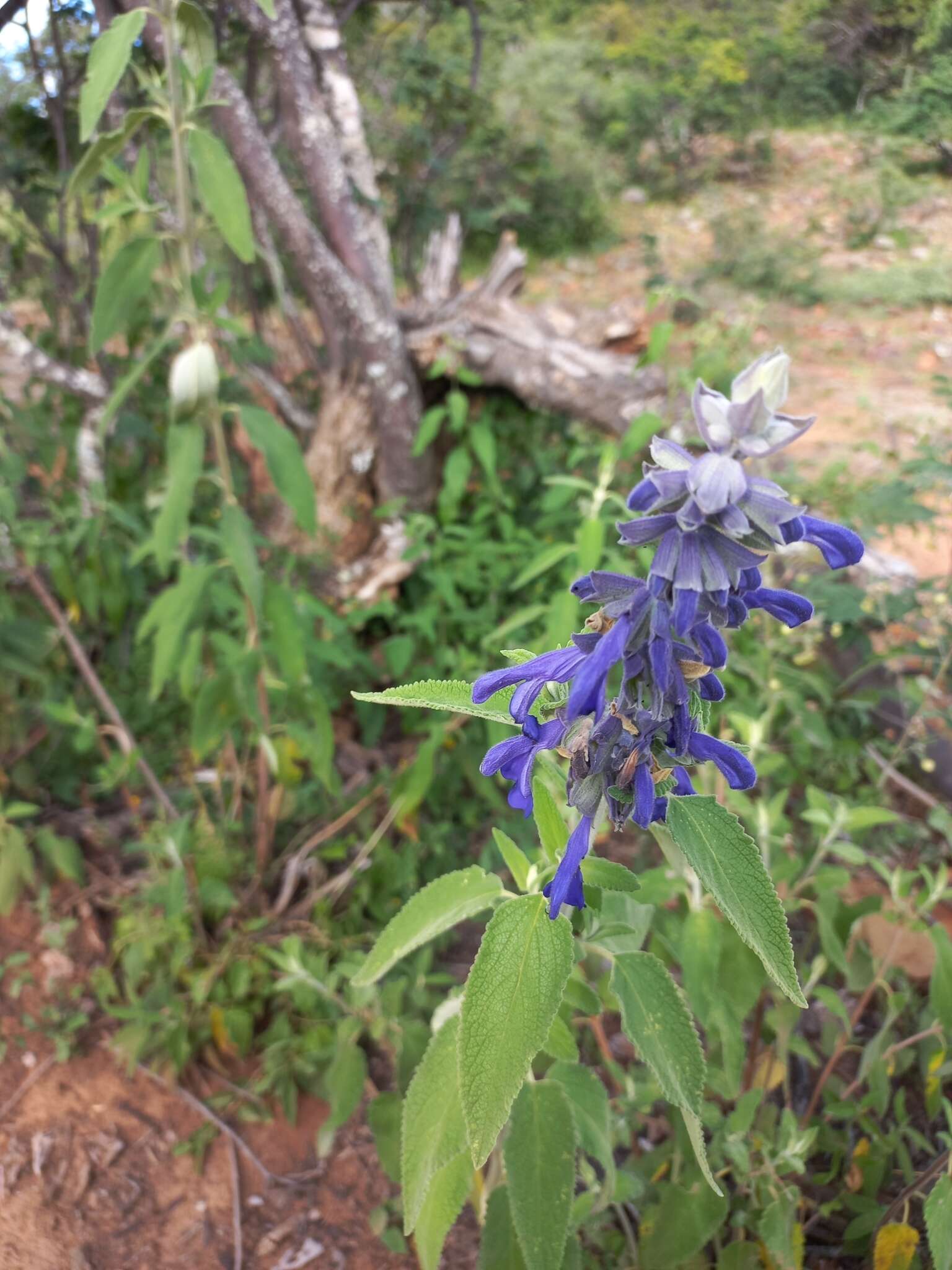 Image of Salvia retinervia Briq.