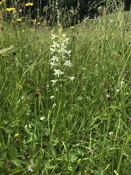 Image of Platanthera muelleri