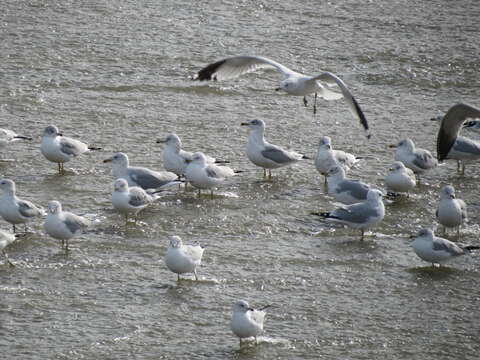 Image of Ring-billed Gull