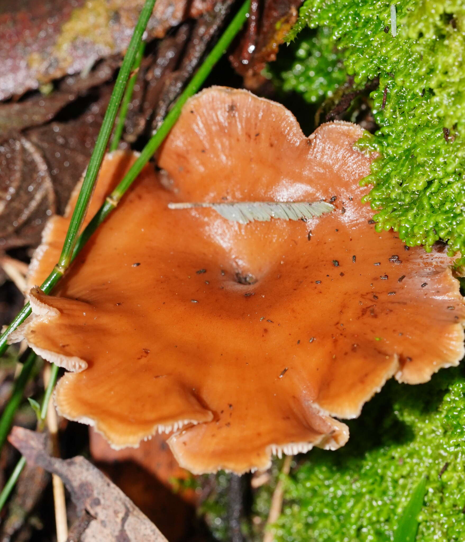 Image of Lentinellus tasmanicus R. H. Petersen 2004