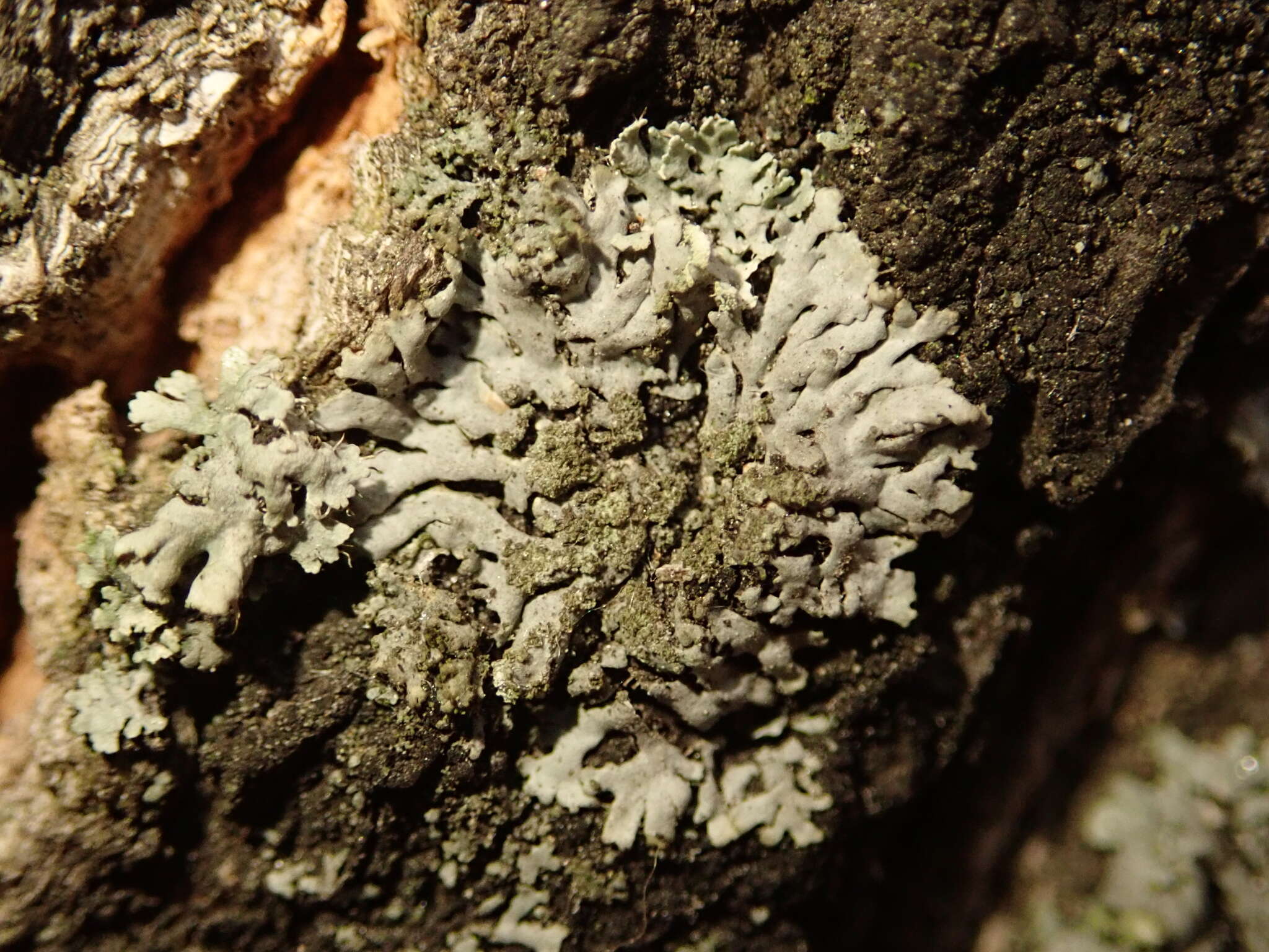 Image of wreath lichen