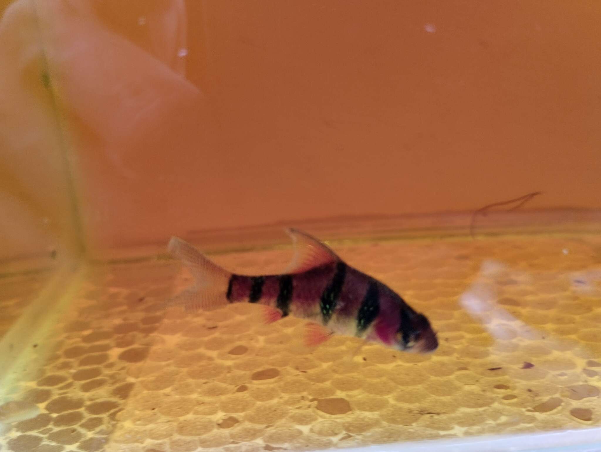 Image of Six-banded tiger barb