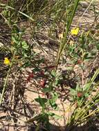 Imagem de Oenothera oakesiana (A. Gray) S. Watson