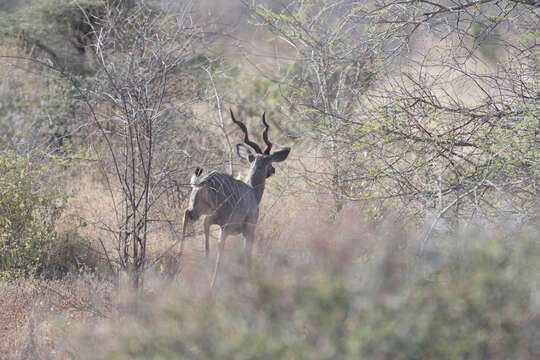 Plancia ëd Tragelaphus imberbis (Blyth 1869)