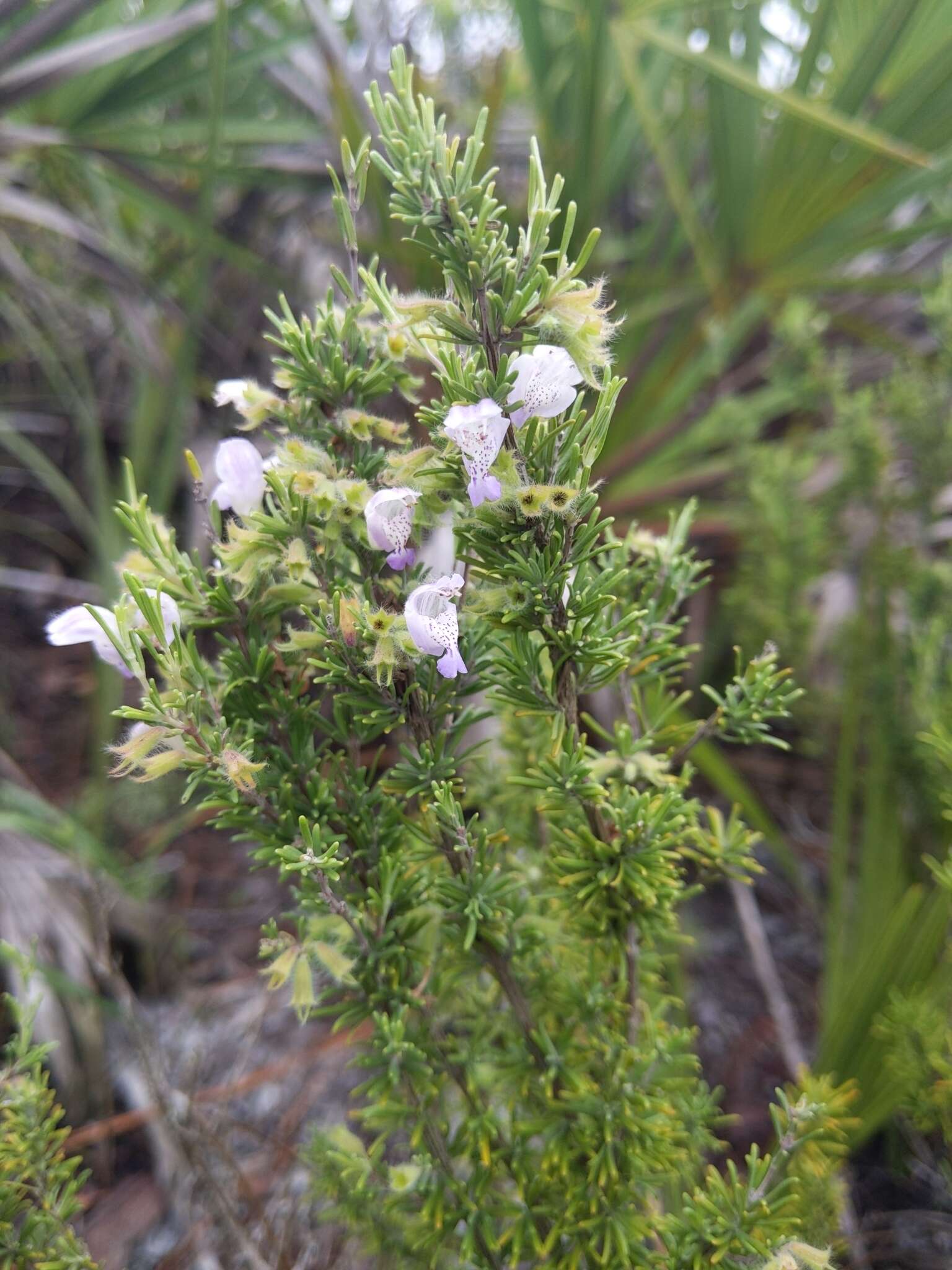 Image of false rosemary