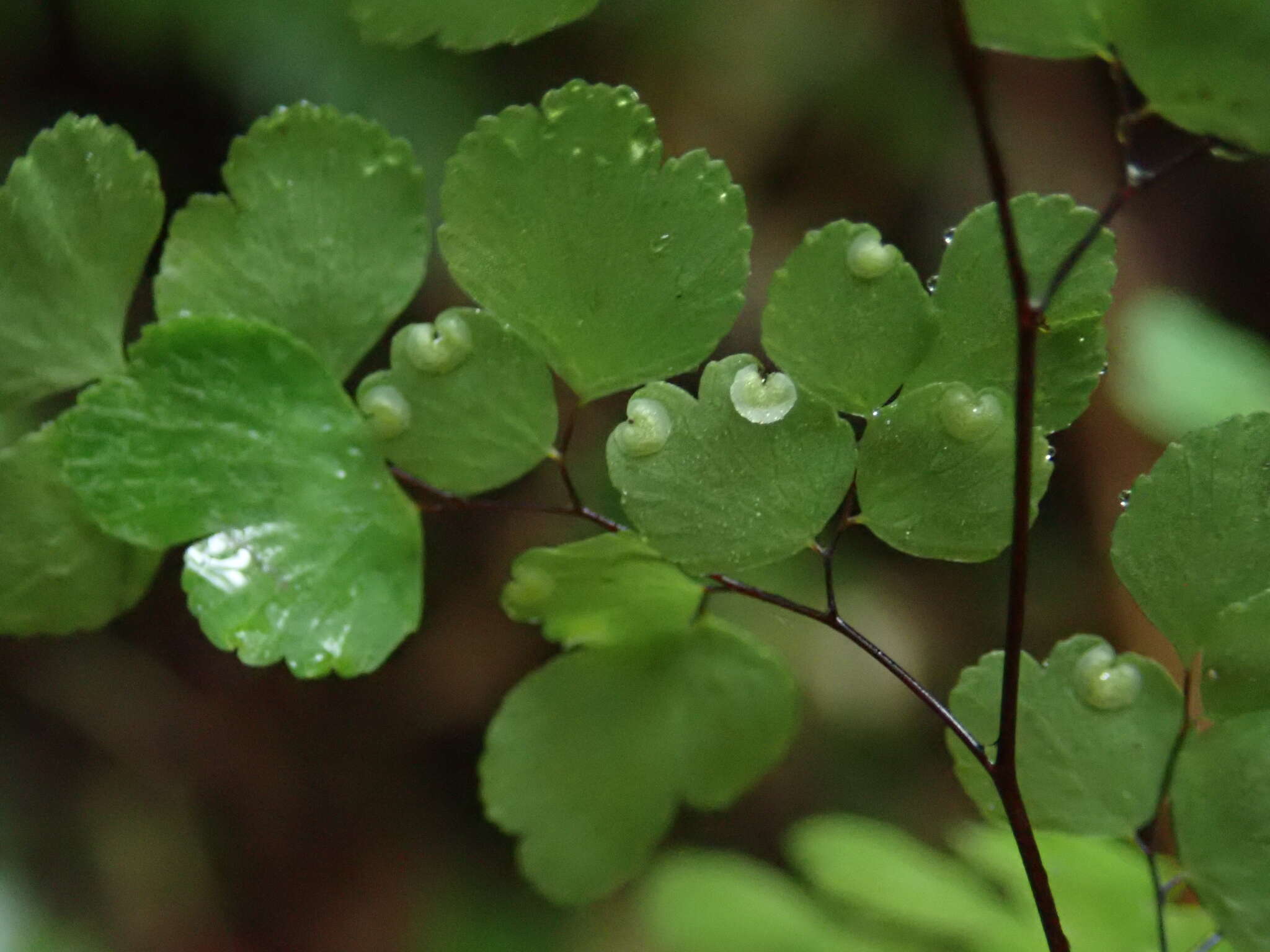 Image de Adiantum raddianum C. Presl