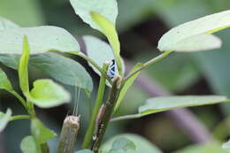 Image of Macugonalia moesta (Fabricius 1803)