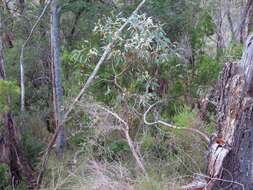 صورة Eucalyptus cosmophylla F. Müll.