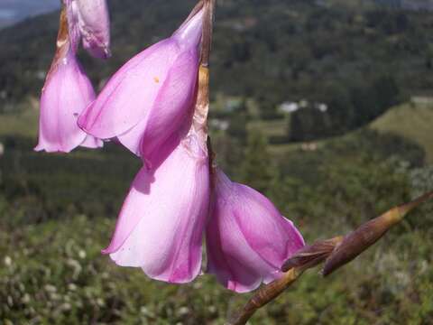 Image of Dierama pulcherrimum (Hook. fil.) Baker