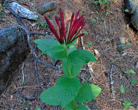 Imagem de Spigelia longiflora Sesse & Moc.