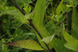 Image of Saussurea pseudotilesii Lipsch.