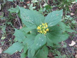 Image of Broad-leaved goldenrod