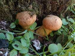 Image of Armillaria sinapina Bérubé & Dessur. 1988