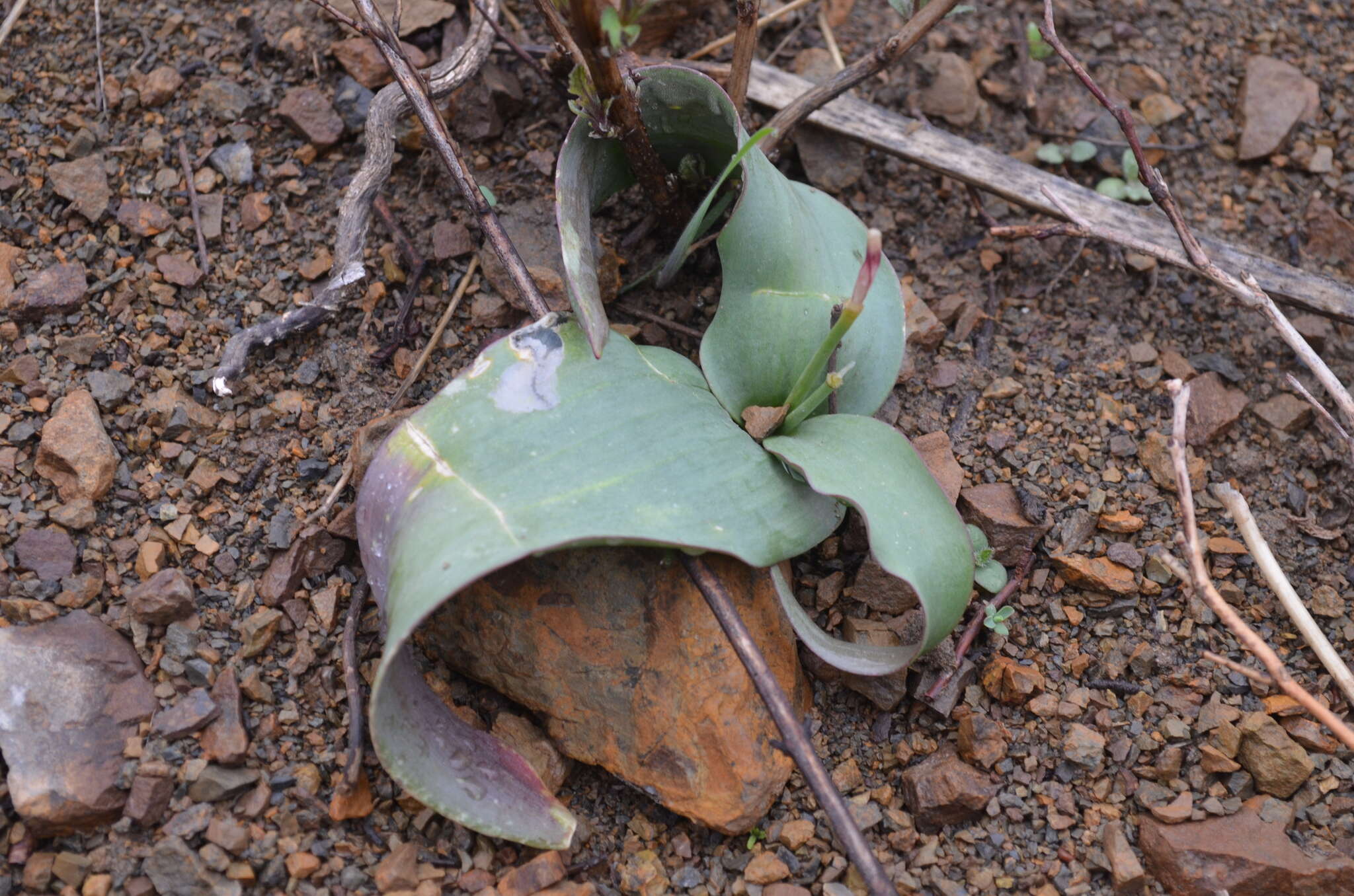 Image of Tulipa jacquesii Zonn.