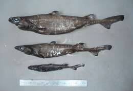 Image of Southern Lanternshark