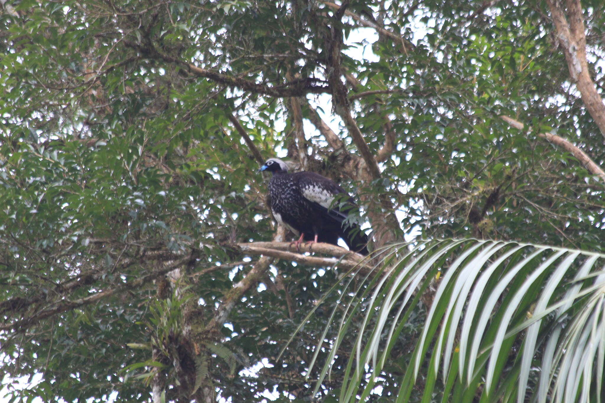 Image of Black Fronted Curassow