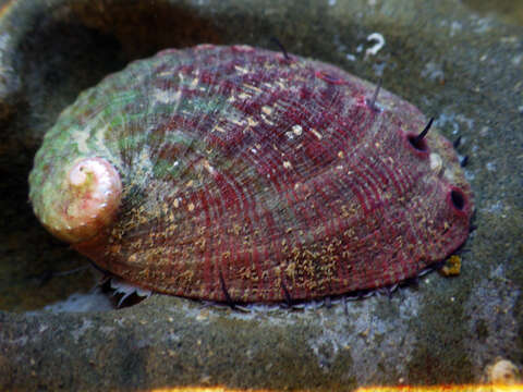 Image of red abalone