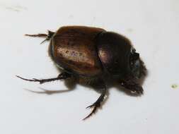 Слика од Onthophagus (Palaeonthophagus) coenobita (Herbst 1783)