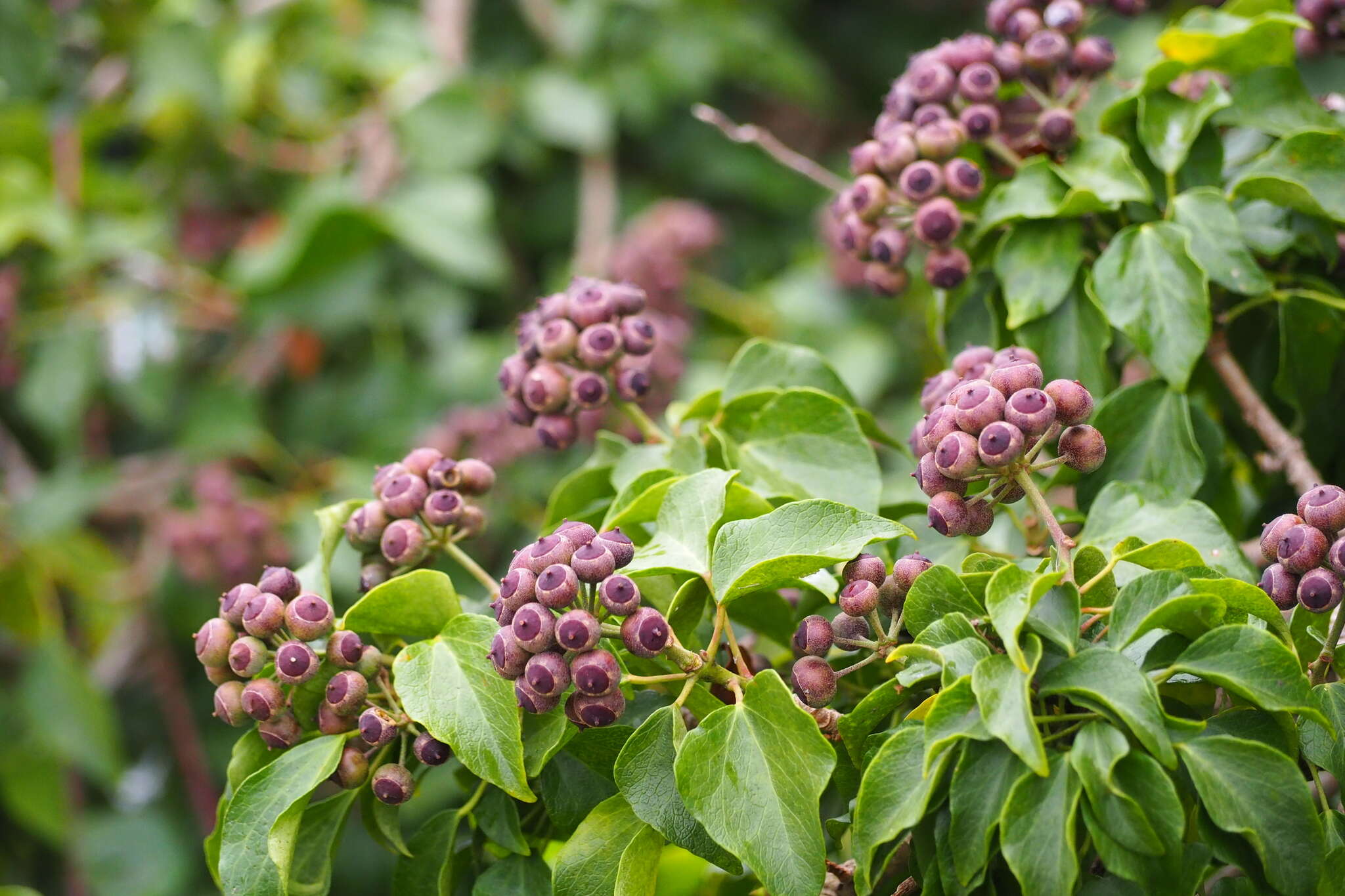 Image of Hedera rhombea (Miq.) Paul