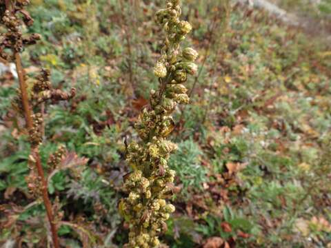 Image of Artemisia maximovicziana (F. Schum.) Krasch. ex Poljakov