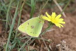 Image of Colias aurorina Herrich-Schäffer (1850)