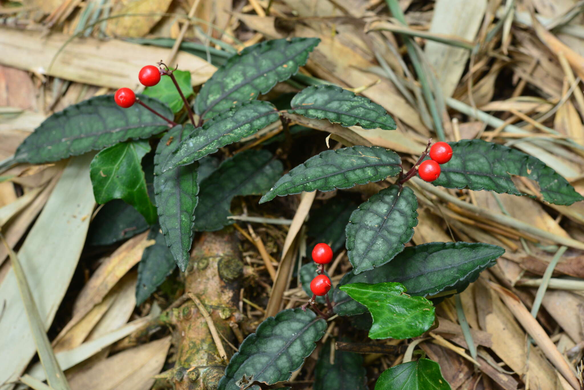 Image of Ardisia violacea (T. Suzuki) W. Z. Fang & K. Yao