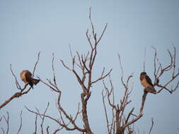 Image of Swainson's Hawk