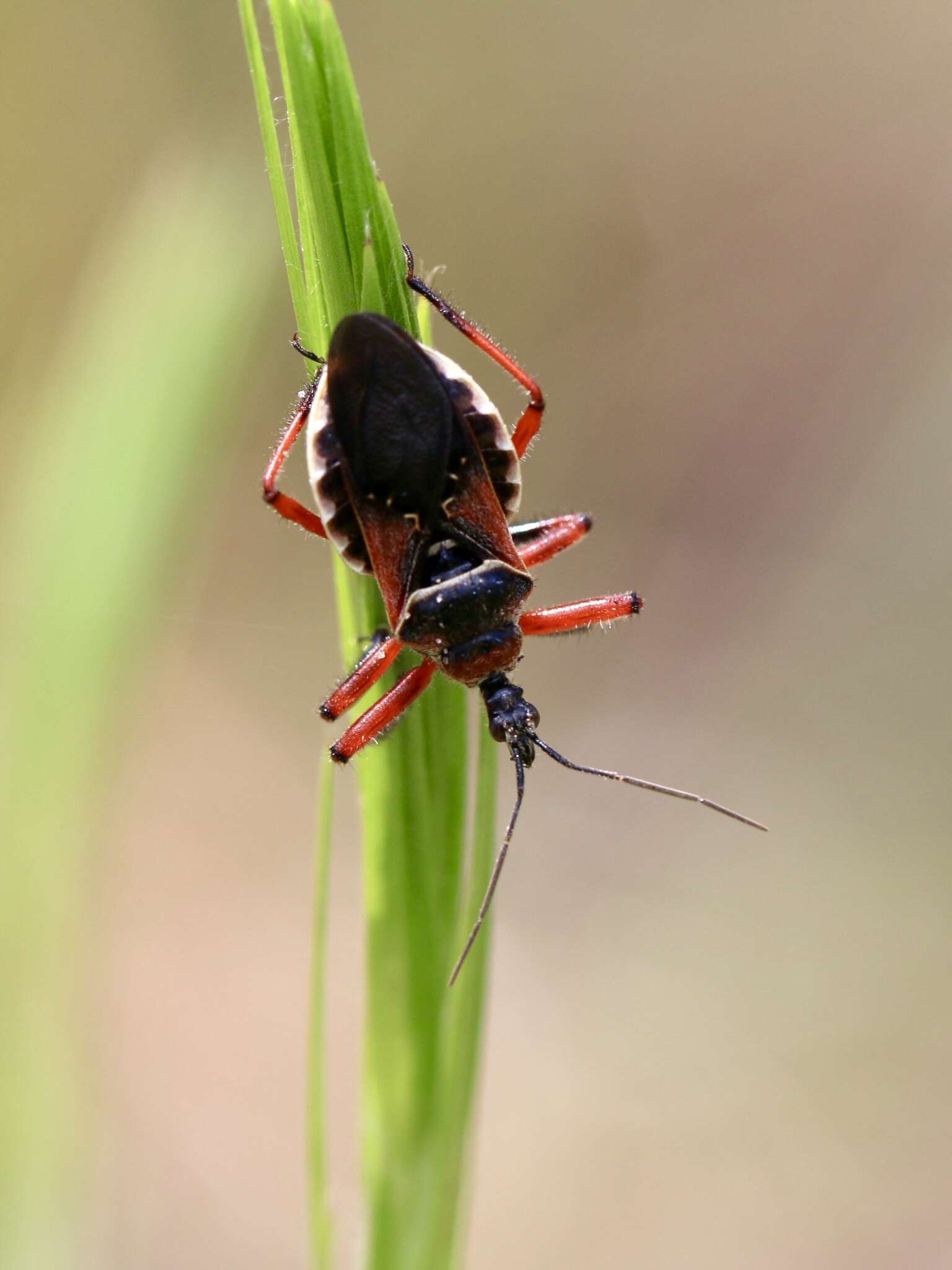 Image of Apiomerus floridensis Berniker & Szerlip ex Berniker et al. 2011