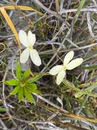 Image of Stylidium galioides C. A. Gardner