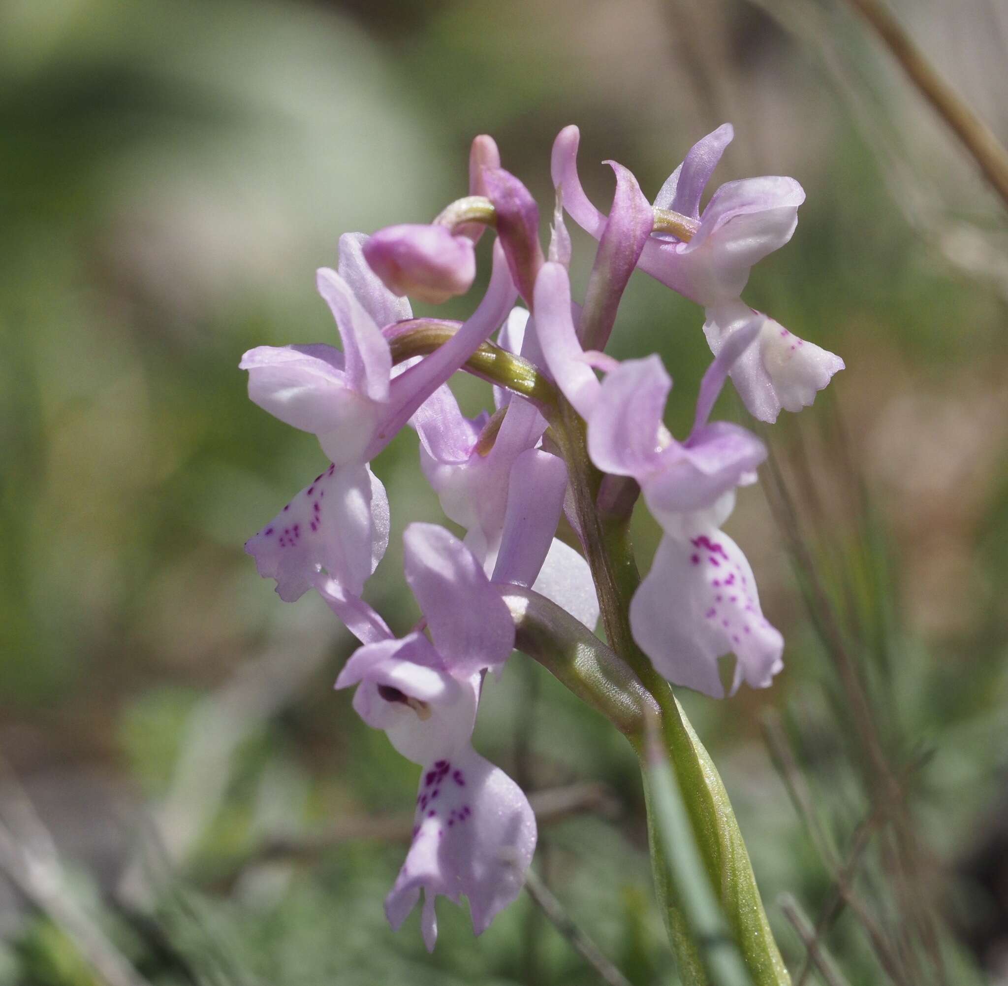 Image of Orchis olbiensis Reut. ex Gren.