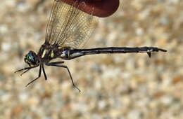 Image of Ski-tipped Emerald