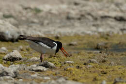 Image of Haematopus ostralegus longipes Buturlin 1910