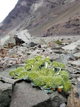 Plancia ëd Gamocarpha scapigera