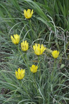 Image of Tragopogon pusillus M. Bieb.