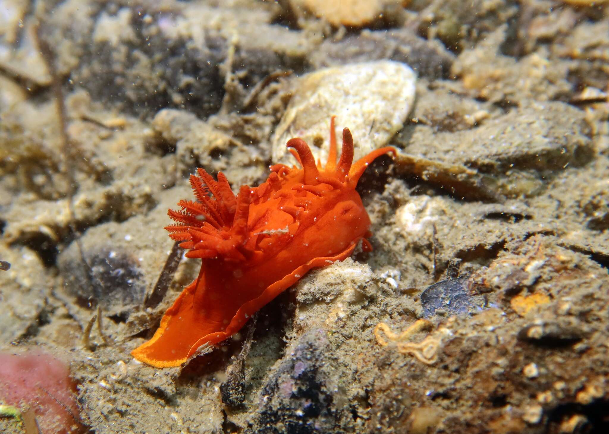 Image of yellow skirt slug