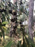 Eucalyptus radiata A. Cunn. ex DC. resmi