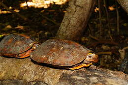 Image of Mexican Spotted Terrapin