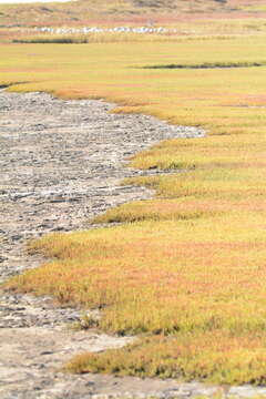 Image of Salicornia tegetaria (S. Steffen, Mucina & G. Kadereit) Piirainen & G. Kadereit