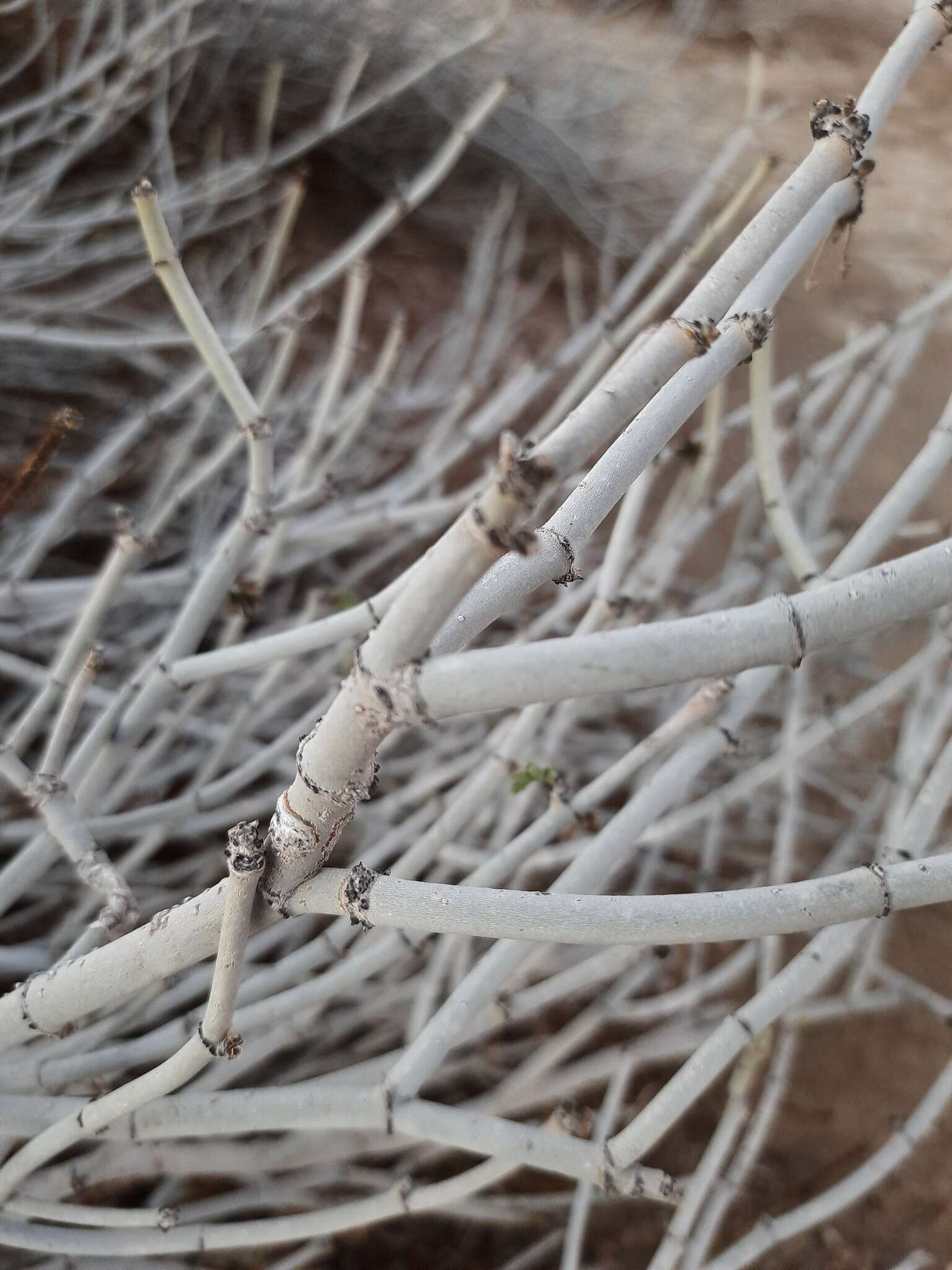 Sivun Bulnesia chilensis C. Gay kuva