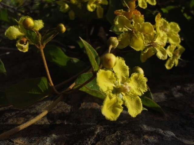 Image of Canary nettle