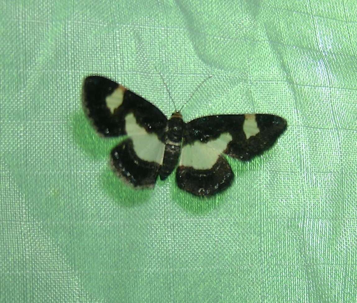 Image of Common Spring Moth