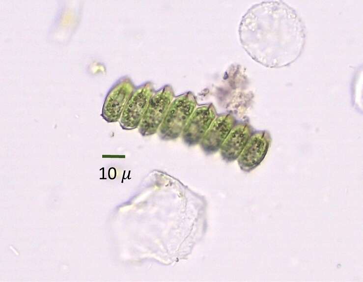 Plancia ëd Desmodesmus brasiliensis