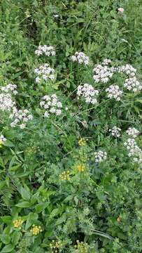 Imagem de Anthriscus sylvestris (L.) Hoffm.