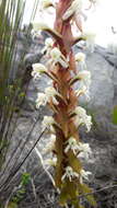 Imagem de Satyrium candidum Lindl.