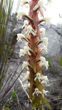 Image of Satyrium candidum Lindl.